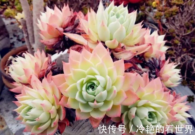 秋天养多肉三色堇,了解掌握4个要点,长出红黄渐变色很高级