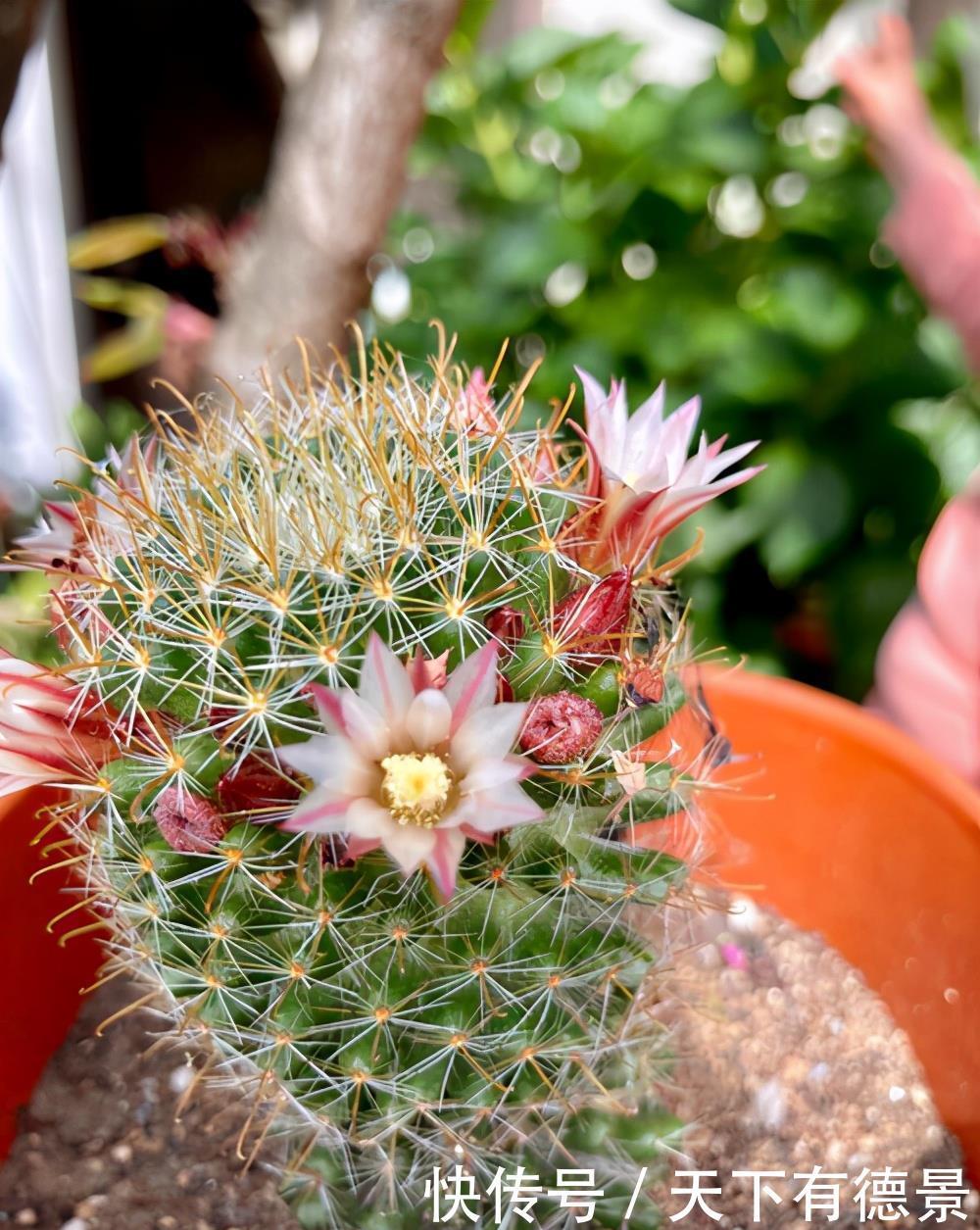 秘密|仙人球开花的秘密,学一学