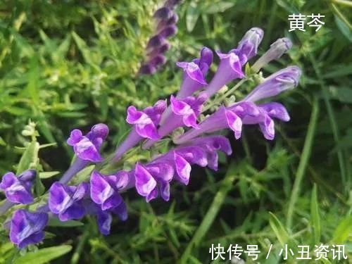 黄芩|一个3味药的经典配方,健脾除湿,去积热,上中下三焦之火皆可除