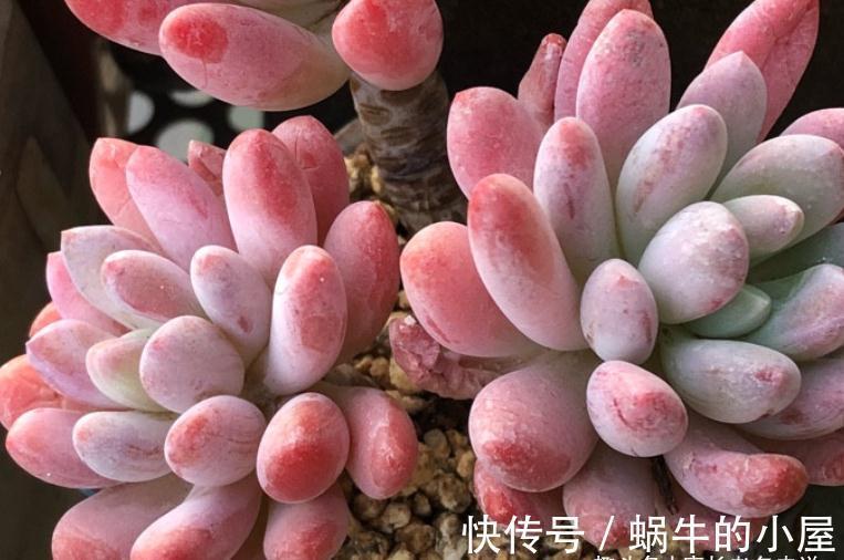 不想等到春暖花开?那10月快给多肉换盆吧!再不换天气可就真冷了