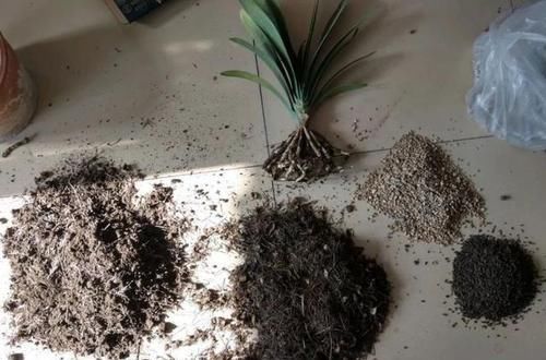  花苞|家里的花卉翻下盆，半年就能花苞满枝头，这些小技巧很实用