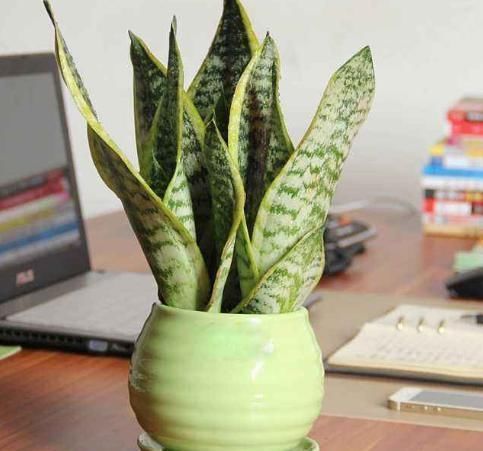 碰碰香|“5种花”养一盆在家,旺人又旺财,一开就是300多天,好养、漂亮