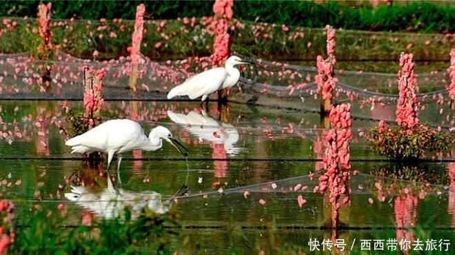 福寿螺到底有多可怕?最大体重可超过1.2斤,带有多种致命寄生虫