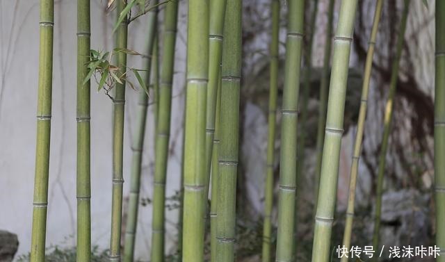 院子里种竹子好一朝种竹,十年挖根!