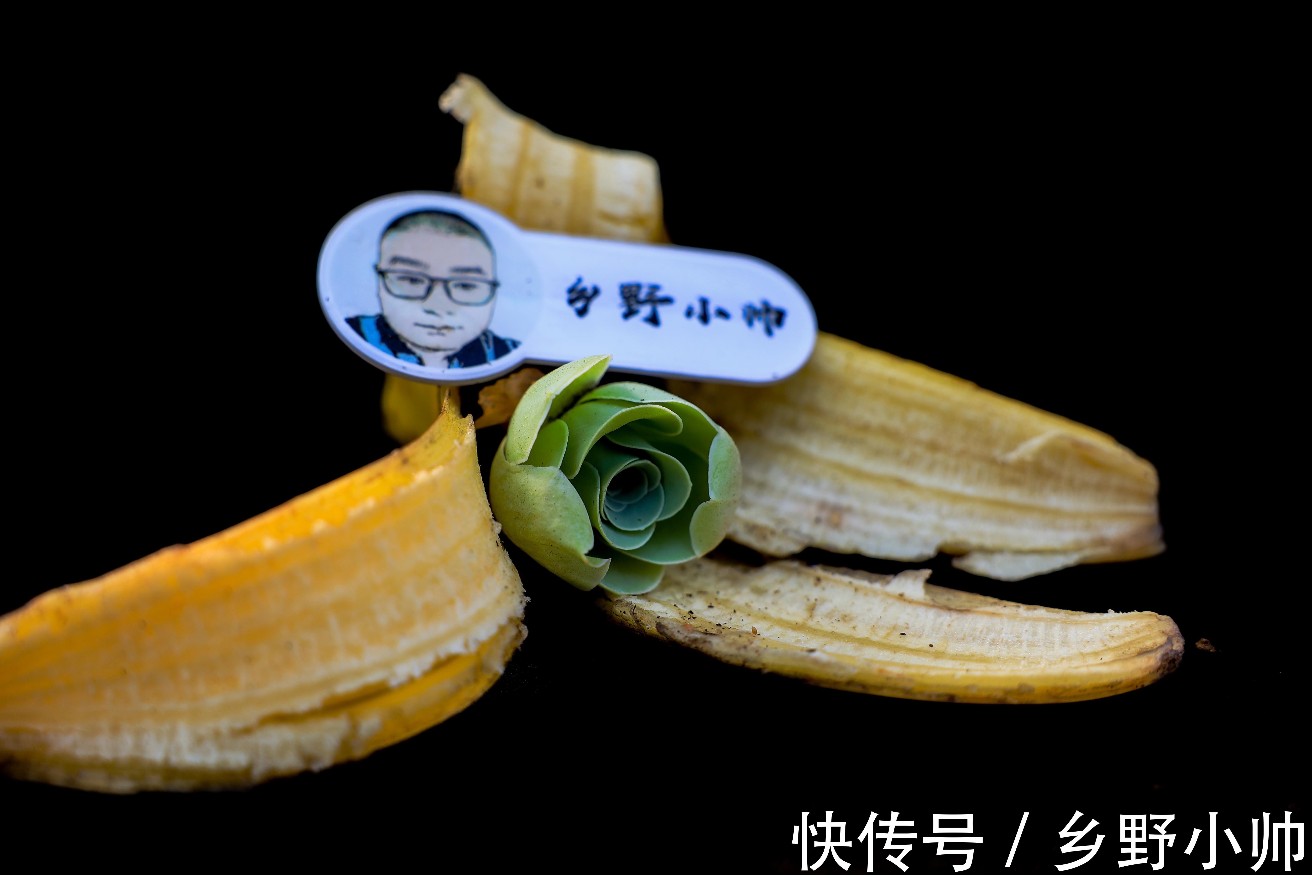 多肉长黑斑怎么办?了解原因做好预防,让多肉远离黑斑病