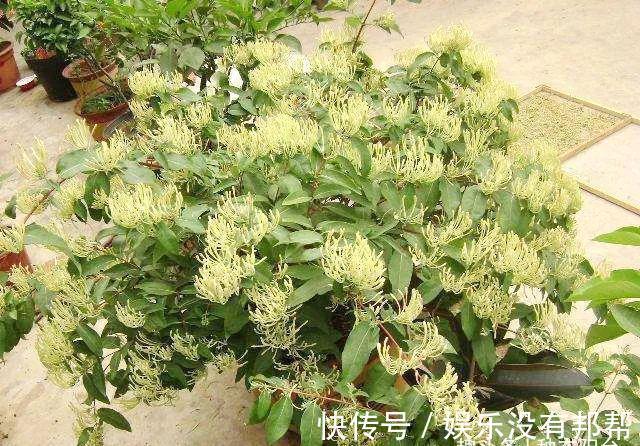 别犯傻买金银花盆景，压条3年成景、播种5年成景，实在太容易！