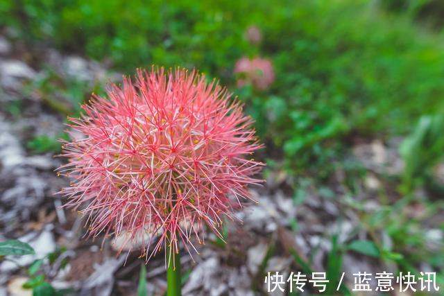 琅勃拉邦|老挝唯一的植物园，完全没有政府资助，拥有绿到犯规的美景