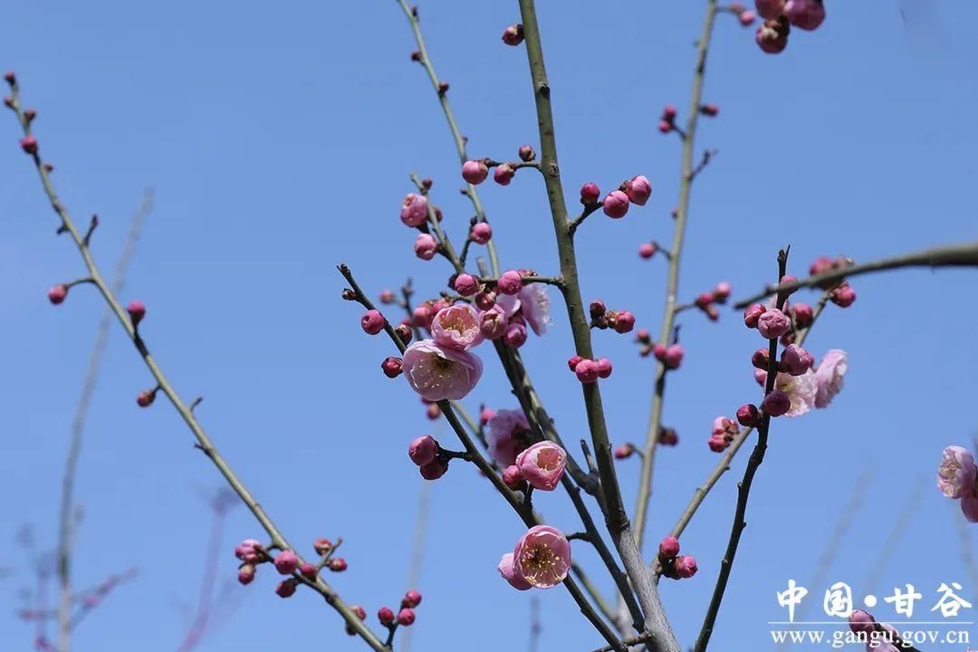 【春日印象】甘谷：梅花盛开春意闹