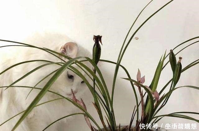 花莛|养兰新手必知,要便兰花多发苗、发壮苗,“这个动作”不可不做!