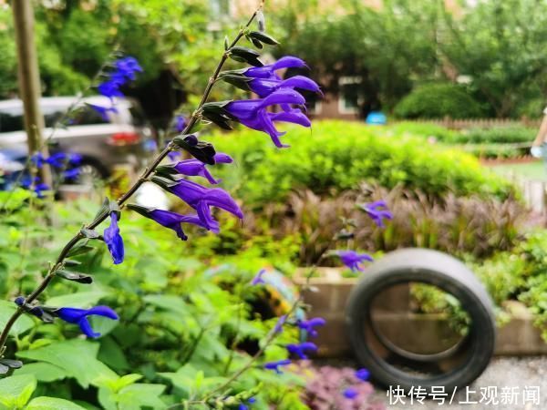 仙境 惊艳！上海老人在小区造“仙境”景点，家门口种花搞出各种名堂