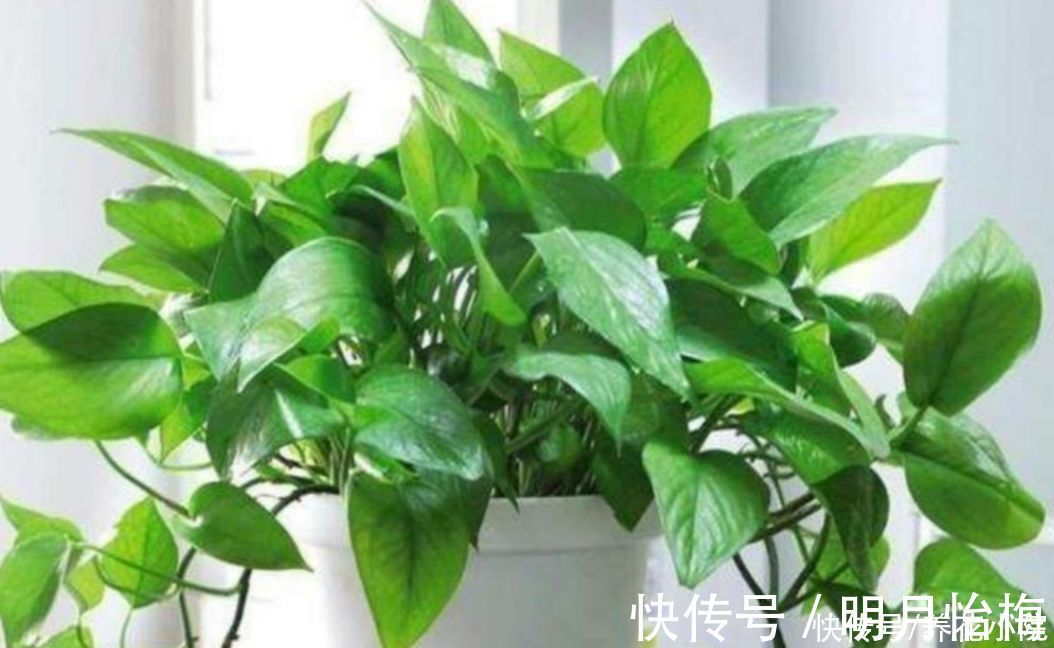 黄叶|朋友看到我养绿萝,让我赶紧扔掉,理由是“一棵绿萝藏七个鬼”