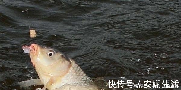 钓友|钓鱼二十年，现在才知鲤鱼逃跑“套路”，莫忽视，再不知情就亏了