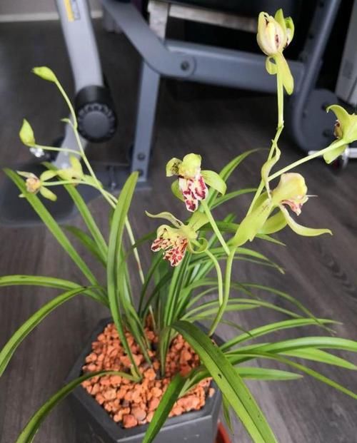  开越|此兰越开越“奇特”，花型饱满，香味扑鼻，已成为无法超越的经典