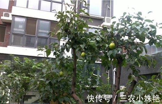 花盆|阳台不要塞一大堆花盆了!学聪明女人种果树,好看又好吃