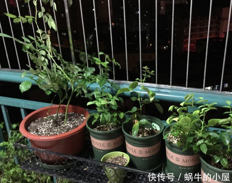 烂根|夏天养花，就怕乱浇水，越浇死得越快，酷夏浇花技巧，要记牢