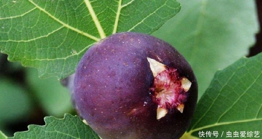 护肤|女人不想老太快，6种水果秋天要多吃，排毒护肤，越吃越年轻