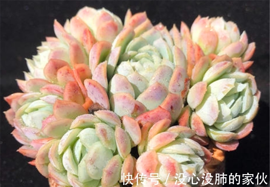 多肉中的“水晶包子”,爱群生爆头,晶莹剔透粉嫩可爱,适合新手