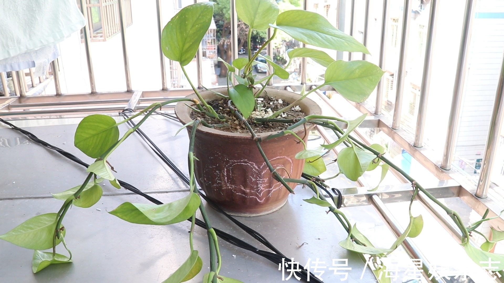 你家有绿萝吗我也是刚刚才知道,肯定不是迷信