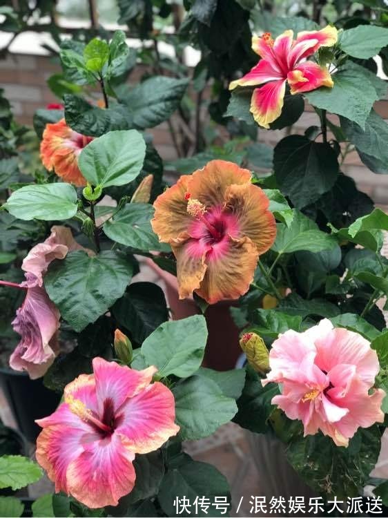 栀子花|北方家里当宝的花,南方大马路上全都是,我酸了!