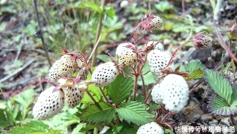 常误认含毒不能吃，却香甜如蜜，一斤卖30元，可惜农村少见