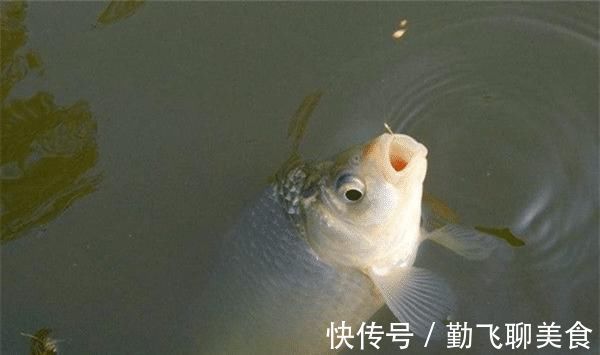 天冷钓不到鱼？那是策略不对路子，5个调整策略，助你板鲫连竿上