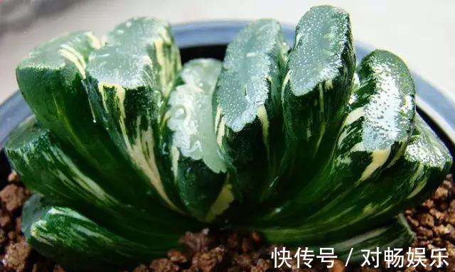 世界上最贵的花，一盆就是一座房子！看过的贵气满满