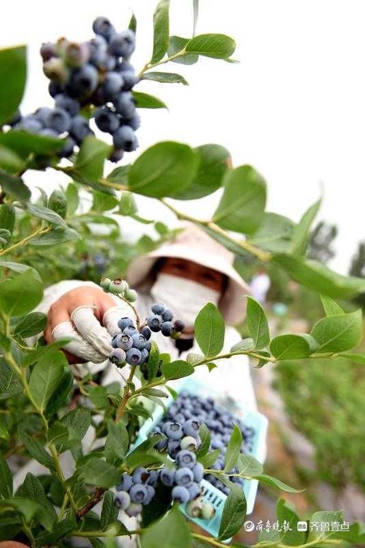 产业|日照蓝莓成大产业，端午假日成旅游热点
