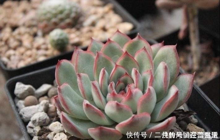 白牡丹|盘点多肉界最经典的几个品种,99%的肉友都养过