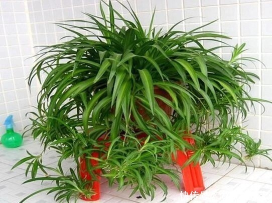 吊兰|养吊兰有“妙招”，浇水摻点“小颗粒”，2月长出“水晶根”