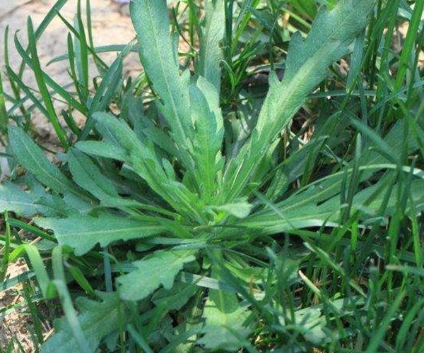 小蓬|此物名为“解酒草”,是治疗肠胃“特效药”,路边常见,遇到珍惜