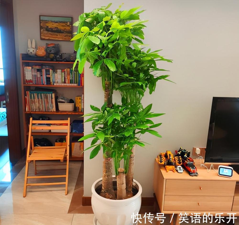 积水|适合“干养”的11种花,天冷更加要控水,不然难过冬