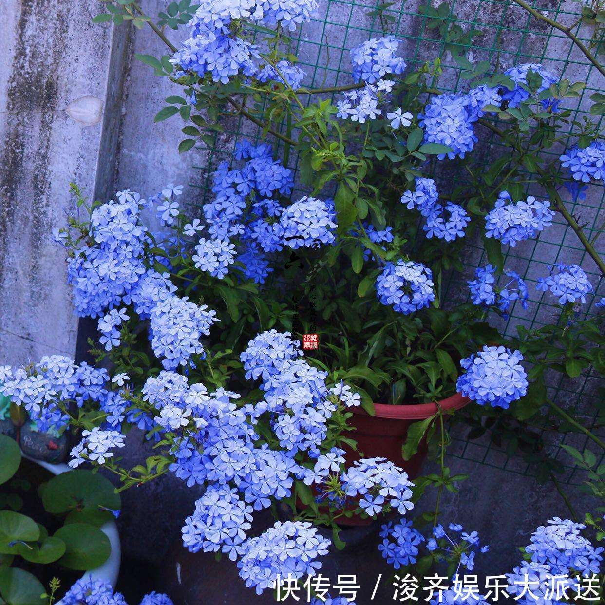 花人|懂花人都知道,1种花“耐热、好养”,春天播种,夏天“开爆盆”