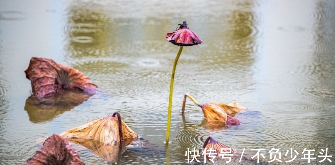 宝玉#一首干荷叶小令，意境苍茫，情景交融，写尽了残荷的孤寂