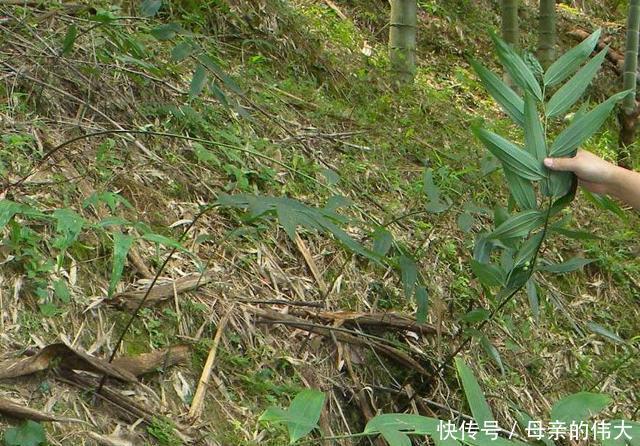 野生物|像洋姜的野生物，若在野外见到，可别锄掉，昨天才知好珍贵