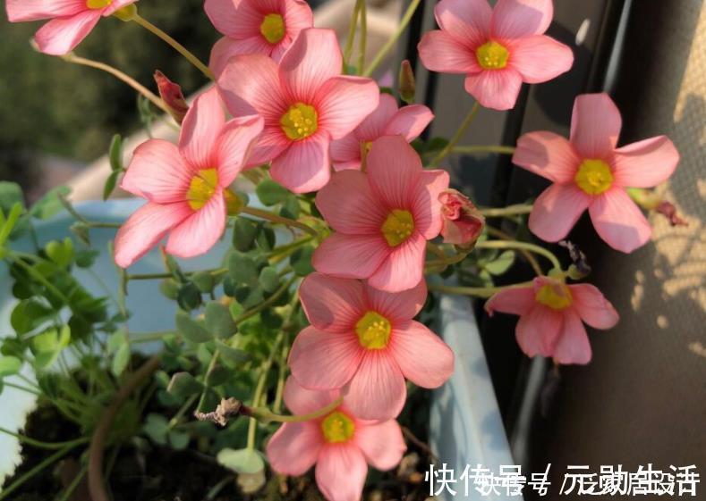 土质|家里有这4种土,别单独拿来养花,隐患大,又生虫又烂根