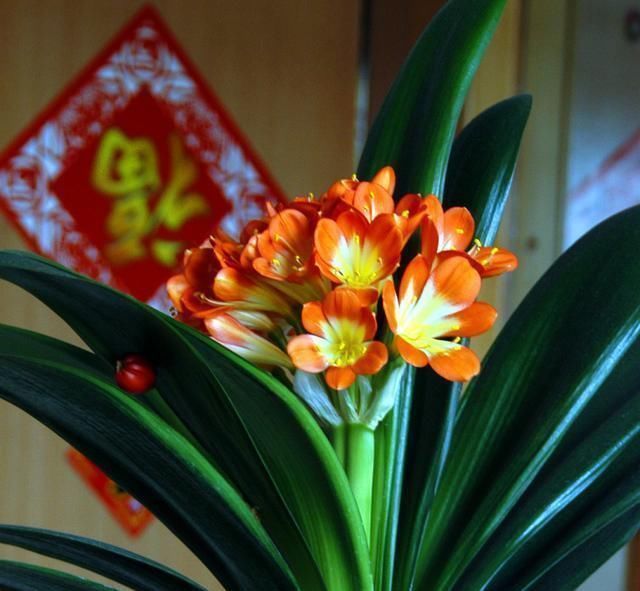 植物|家养君子兰，盆土里加点好东西，叶子油亮根还旺，轻松窜出3花剑