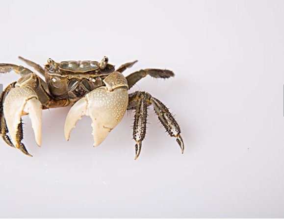 几种人不宜吃螃蟹