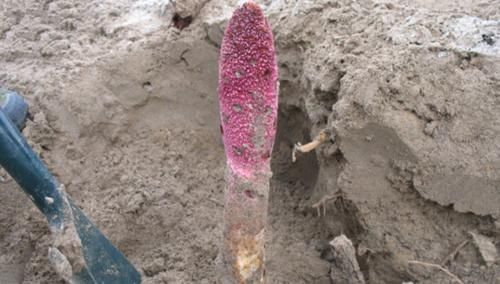 这东西,野生可遇不可求,极为珍贵,见到别起私心