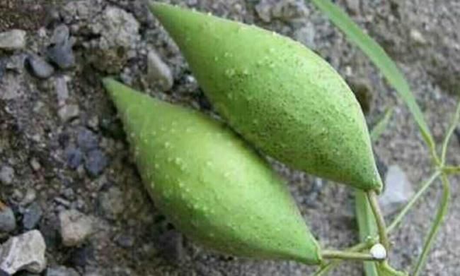 树脂|儿时常吃的野果,竟然含有橡胶、树脂,是重要的工业原料