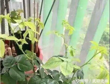 缺水|随着气温升高,月季花的叶子泛黄了,怎么办呢?教你小妙招。