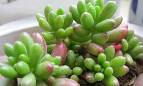 养多肉虹之玉，注意此4点，叶子红绿相间，像圣诞树和老人