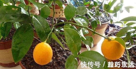 薄荷|“细菌”不喜欢的“3种花”,多养几盆,家里香喷喷,心情美美哒