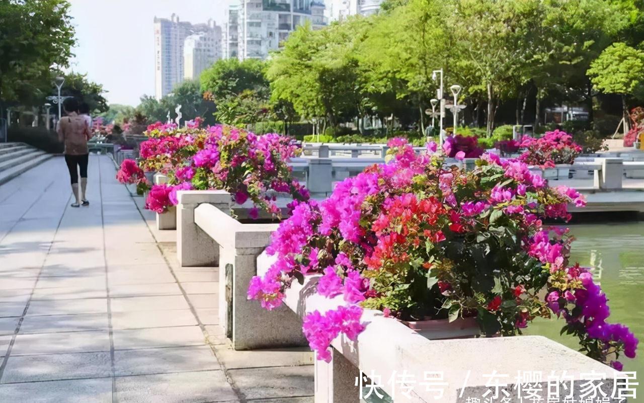 这4种花,适合在秋季进行扦插繁殖,快行动起来吧!