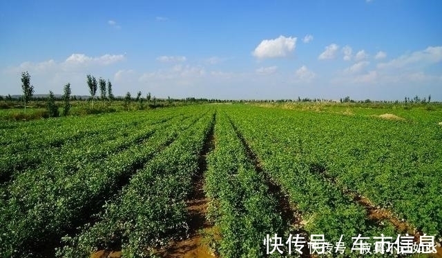 野生|大约有90%的中药药方之中,都会含有这一种草,您认识吗?