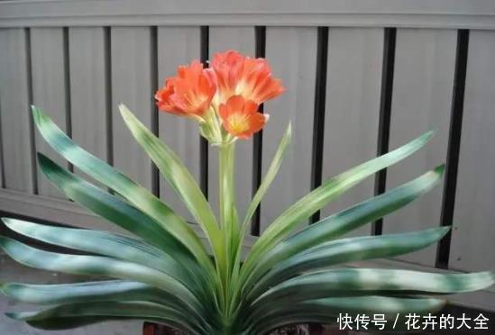 一条线|君子兰歪七扭八太难看?平常只需做2步,让它叶片整齐“一条线”