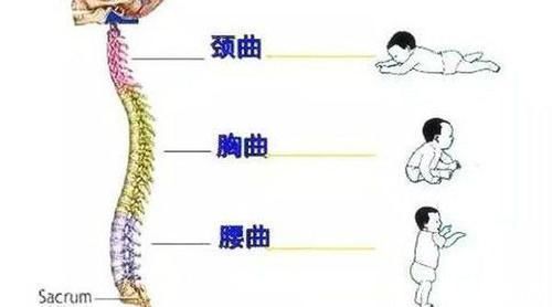 发育|宝宝脊柱发育这几个黄金期，直接影响身高和驼背，许多家长却忽视