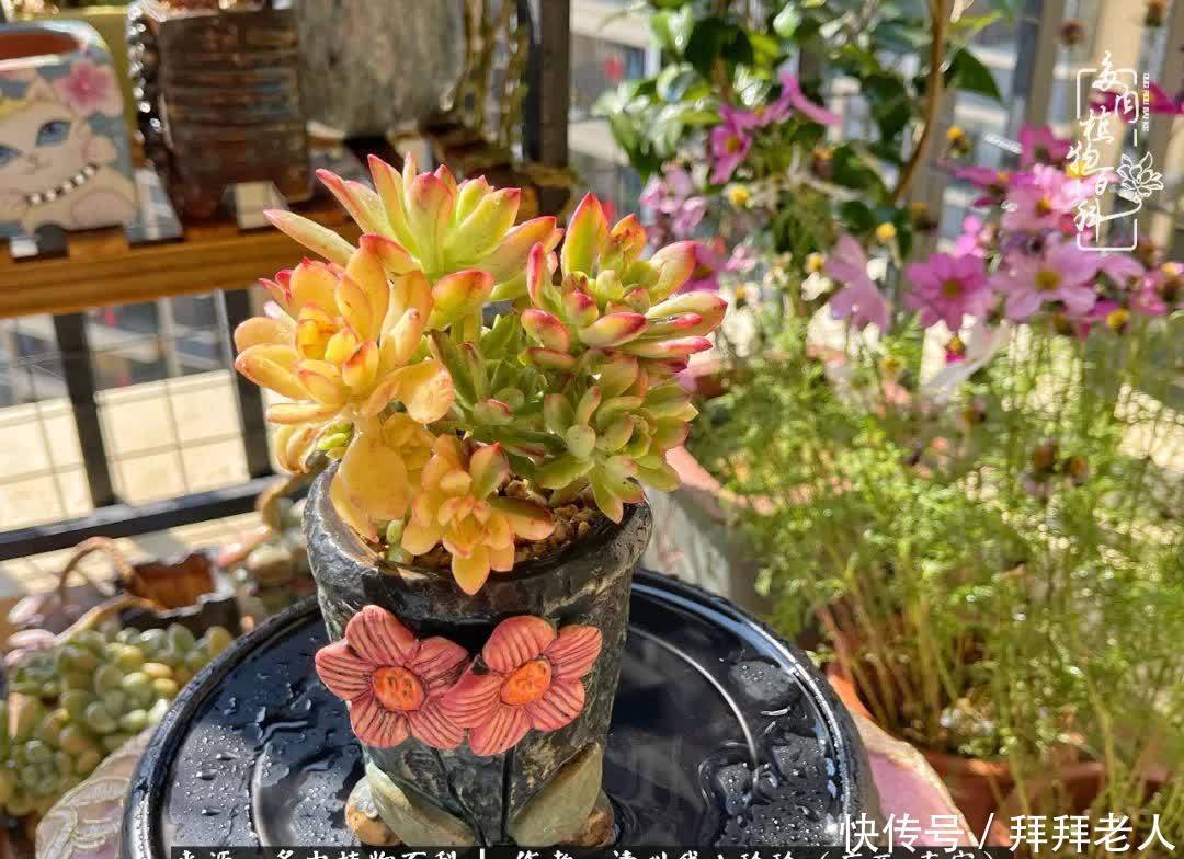 多肉与我,不负时光韶华!