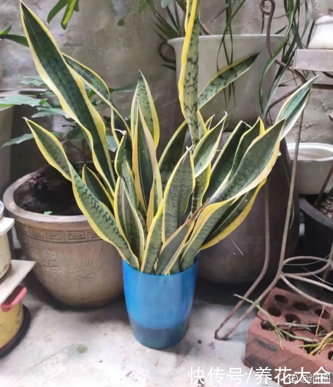 半死不活的花，扔水里，突然长疯了