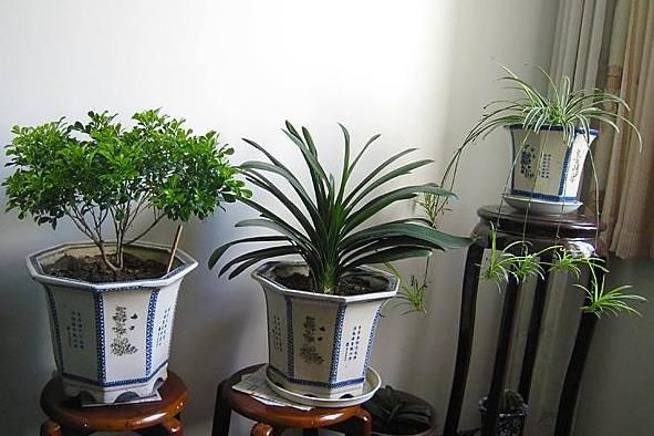 养花时，很多人忽视了“一点”，怪不得养不旺，快学会如此改正