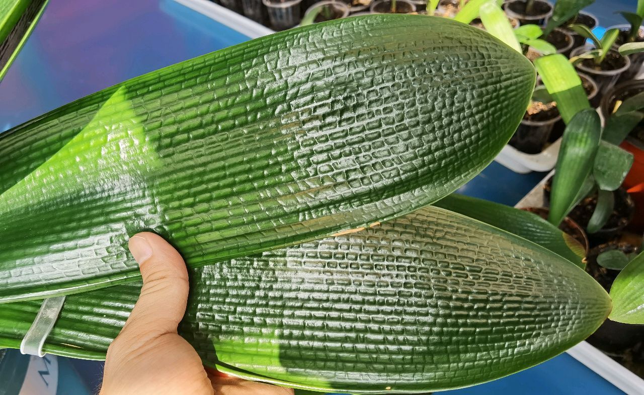 群兰|君子兰心叶腐烂一年了还不长新芽怎么办不砍头憋群兰更待何时